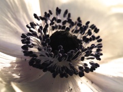close up stamens white anemone