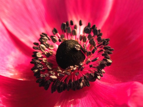close up stamens pink anemone