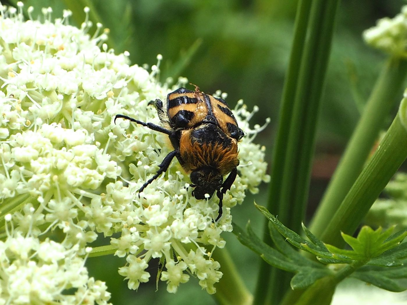 Bee beetle on umbellifer