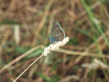 Male Common Blue (Polyommatus icarus), hiding the blue upper surface of his wings