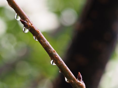 Twig and raindrops - October 2016