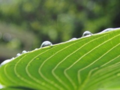 Rain on a hosta leaf - May 2016