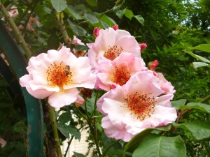 Rose Meg - Jardin de Plantes Paris