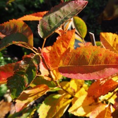 The two young Amelanchier bushes are just a handful of twigs but their leaves give a taste of autumns to come
