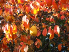 Chinese quince - Pseudocydonia sinensis - autumn colour
