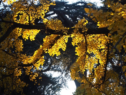 Pine and ginkgo in autumn colour