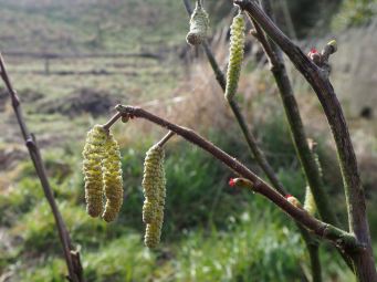 In yesterday's warm sunshine the hazel catkins started opening - the tiny, bright red female flowers are ready to receive pollen wafted on the breeze
