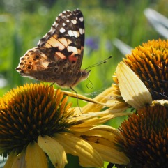 Painted Lady on Echinacea - August