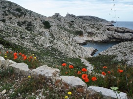 Poppies on the island of Pomègues - June 2018