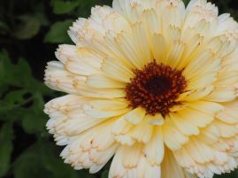 Calendula Snow Princess - August 2020 - some late, self-sown seedlings produce a few flowers right through the winter