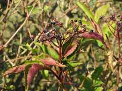 Elderberry leaves turn unpredictable shades of yellow and purple